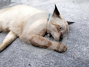 catÃ¢â¬â¹ sad pet